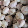 Wholesale Price for Chinese Fresh White Garlic